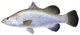 Barramundi - fresh frozen Fillets