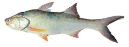 Threadfin King Salmon