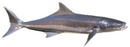 Cobia - fresh frozen Fillets