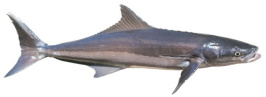 Cobia