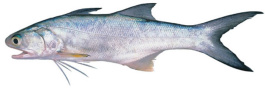 Blue Threadfin - fresh frozen Fillets