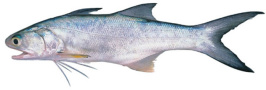 Blue Threadfin