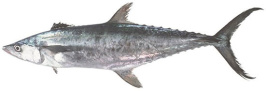 Grey Mackerel