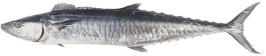 Spanish Mackerel